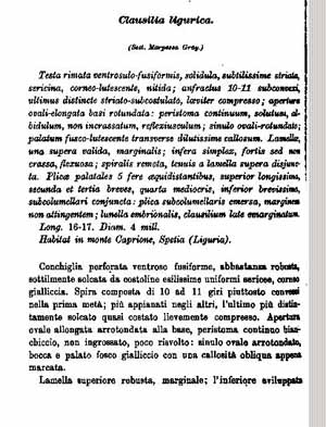 A proposito di Clausilia ligurica Pini, 1884
